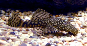 ANCISTRUS BLAK
