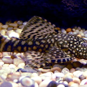 ANCISTRUS BLAK