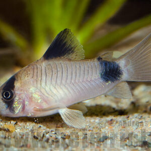 CORYDORAS PANDA
