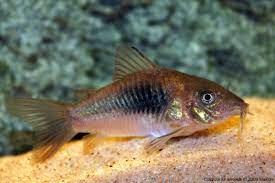 CORYDORAS AENEUS