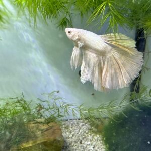 Betta Halfmoon Male B

FOTO REALI