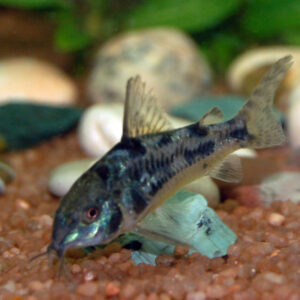 CORIDORAS PALEATUS