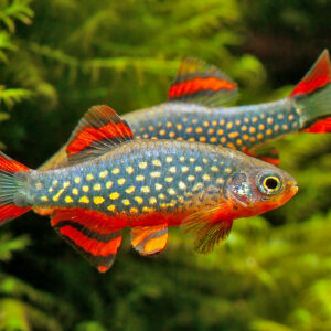 MICRORASBORA GALAXI