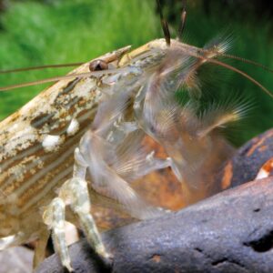 ATYOPSIS GAMBERO DI MONTAGNA