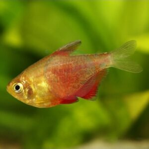 FLAMMEUS ORANGE