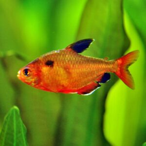 hyphessobrycon callistus serpae