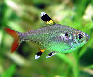 PRISTELLA MAXILLARIS/RIDDLEI