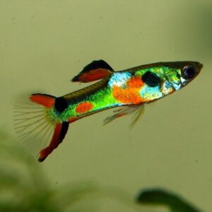 GUPPY ENDLER