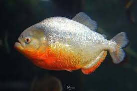 COLOSSOMA BIDENS PIRANHA 5/6 cm