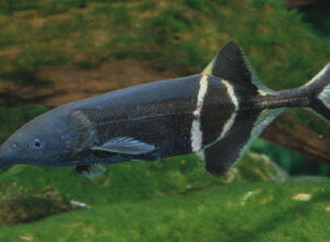 GNATHONEMUS PETERSII ELEPHANT NOSE SEASONAL 10 CM

PESCE ELEFANTE