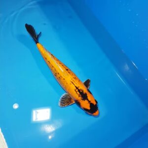 CARPA KOI BANANA 20 CM