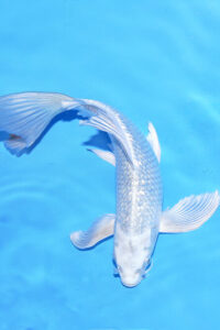 CARPA KOI BUTTERFLY SILVER 20 CM