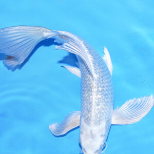 CARPA KOI BUTTERFLY SILVER 20 CM