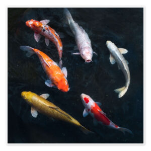 CARPE KOI MIX COLOR 10/12 CM
CHIEDERE FOTO REALI