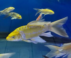 CARPA KOI DORATA 23/25 CM