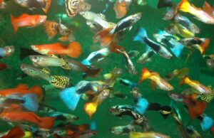 GUPPY MASCHIO MIX 
CHIEDERE FOTO REALI