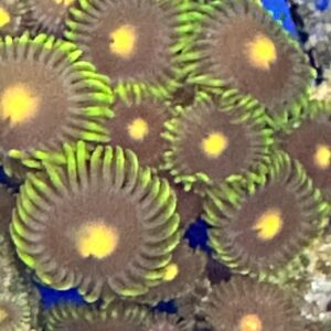 ZOANTHUS FOTOREALE