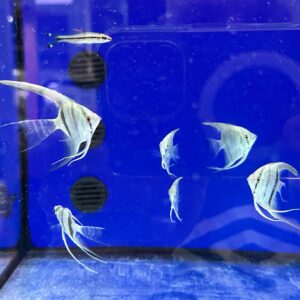 SCALARE – Pterophillum Scalare 3,5cm amazon blue pinne a velo
foto reali