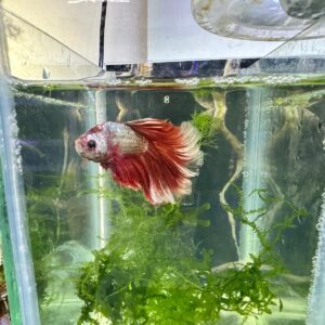 BETTA SUPER DELTA R