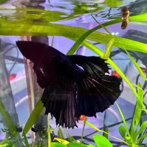 Betta Halfmoon Male TOT BLACK
FOTO REALI