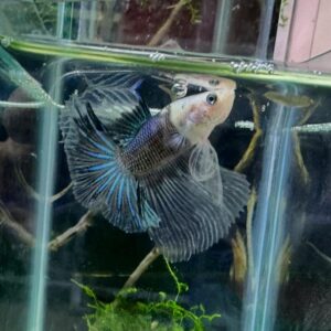 Betta Halfmoon Male B/BLU
FOTO REALI