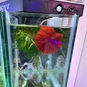 Betta Halfmoon Male RED DRAGON
FOTO REALI