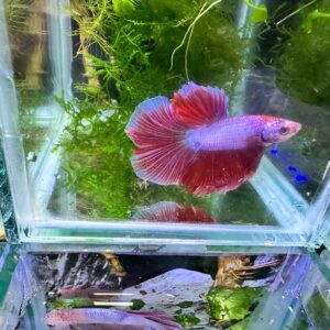 Betta Halfmoon Male 
FOTO REALI