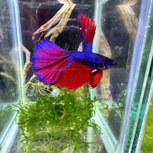 BETTA SUPER DELTA B/R
