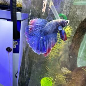 Betta Halfmoon Male SUPER

FOTO REALI