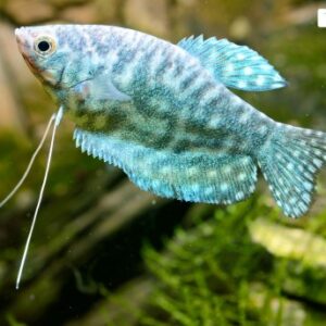 Trichopodus trichopterus