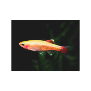 Tanichthys albonubes gold 2 cm - pesce da branco resistente alle basse temperature - Tanictis
