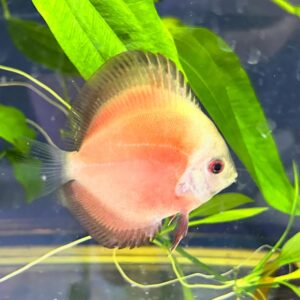 Discus Red Melon 7/8 cm