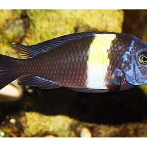 Tropheus duboisi