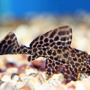 plecostomus gibbiceps 5 CM