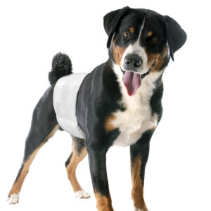 pannolini per cane maschio  t. m
