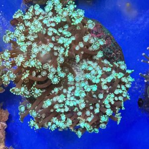GONIOPORA SPP  1