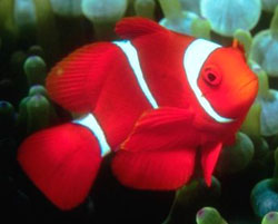 Premnas biaculeatus

pesce marino