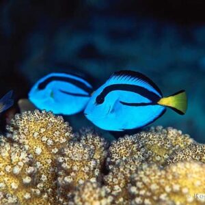 Paracanthurus hepatus s


Pesce chirurgo tavolozza
