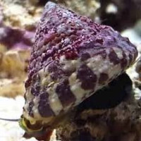 Trochus Radiatus - Turbo Snail - Lumaca Turbo Zebra Histrio Alghivora