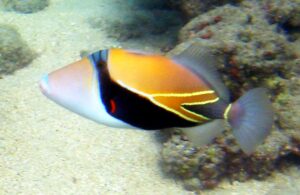 Rhinecanthus rectangulus • pesce balestra