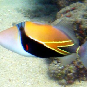 Rhinecanthus rectangulus • pesce balestra