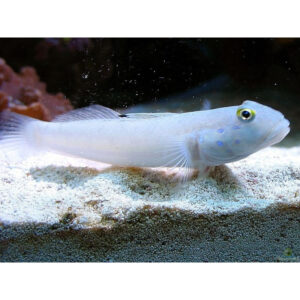 Valenciennea sexguttata - Ghiozzo bianco