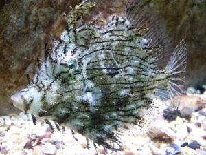 chaetodermis penicilligerus xl