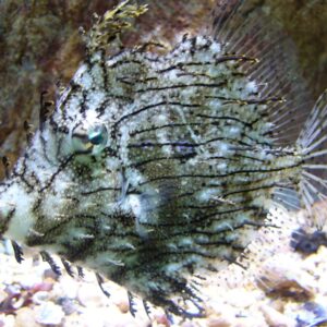 chaetodermis penicilligerus xl
