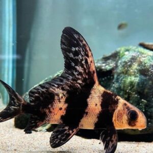 Squalo cinese dalle pinne alte / Botia (Myxocyprinus Asiaticus)