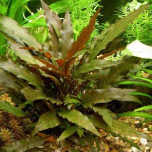 CRYPTOCORYNE WENTII RED